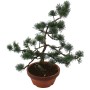 Közepes méretű Pinus parviflora - Japán fehérfenyő bonsai előanyag 02.
