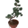 Közepes méretű Pinus parviflora - Japán fehérfenyő bonsai előanyag 03.