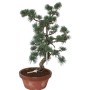 Közepes méretű Pinus parviflora - Japán fehérfenyő bonsai előanyag 05.