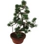 Közepes méretű Pinus parviflora - Japán fehérfenyő bonsai előanyag 05.