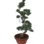 Közepes méretű Pinus parviflora - Japán fehérfenyő bonsai előanyag 06.