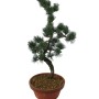 Közepes méretű Pinus parviflora - Japán fehérfenyő bonsai előanyag 07.