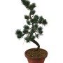 Közepes méretű Pinus parviflora - Japán fehérfenyő bonsai előanyag 07.