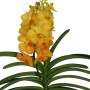 Vanda Natcha Princess Orange