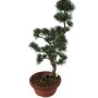 Közepes méretű Pinus parviflora - Japán fehérfenyő bonsai előanyag 08.