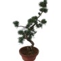 Közepes méretű Pinus parviflora - Japán fehérfenyő bonsai előanyag 08.