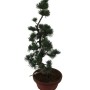 Közepes méretű Pinus parviflora - Japán fehérfenyő bonsai előanyag 08.