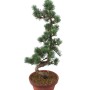 Közepes méretű Pinus parviflora - Japán fehérfenyő bonsai előanyag 09.