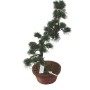 Közepes méretű Pinus parviflora - Japán fehérfenyő bonsai előanyag 10.