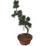 Közepes méretű Pinus parviflora - Japán fehérfenyő bonsai előanyag 10.