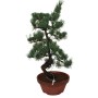 Nagy méretű Pinus parviflora - Japán fehérfenyő bonsai előanyag 01.