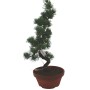 Nagy méretű Pinus parviflora - Japán fehérfenyő bonsai előanyag 01.