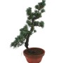 Large Pinus parviflora – Japanese White Pine Pre-Bonsai 02