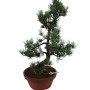 Nagy méretű Pinus parviflora - Japán fehérfenyő bonsai előanyag 05.