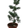 Nagy méretű Pinus parviflora - Japán fehérfenyő bonsai előanyag 06.
