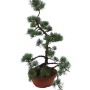 Nagy méretű Pinus parviflora - Japán fehérfenyő bonsai előanyag 08.