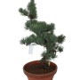 Large Pinus parviflora – Japanese White Pine Pre-Bonsai 09