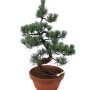 Large Pinus parviflora – Japanese White Pine Pre-Bonsai 09