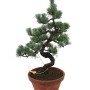 Large Pinus parviflora – Japanese White Pine Pre-Bonsai 09