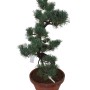 Nagy méretű Pinus parviflora - Japán fehérfenyő bonsai előanyag 10.