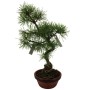  Kis méretű Pinus sylvestris - Erdeifenyő prebonsai  01.