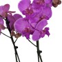 Lila Phalaenopsis orchidea fehér kaspóban – 2 virágszárral