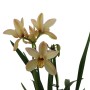 Cymbidium orchidea piros kaspóban