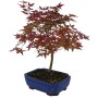 Acer palmatum 'Beni - Maiko' – Japanese Maple Bonsai 01