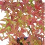 Acer palmatum 'Beni - Maiko' – Japanese Maple Bonsai 01
