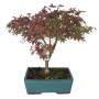 Acer palmatum 'Katsura' – Japanese Maple Bonsai 01