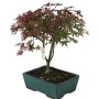 Acer palmatum 'Katsura' – Japanese Maple Bonsai 01