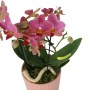 Többvirágszáras Phalaenopsis orchidea rózsaszín kaspóban