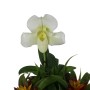 Paphiopedilum White Lady bromeliával 