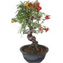 Pyracantha sp. - Csavart törzsű tűztövis bonsai 01.