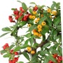 Pyracantha sp. - Csavart törzsű tűztövis bonsai 01.