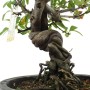 Pyracantha sp. - Csavart törzsű tűztövis bonsai 01.