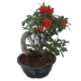 Csavart törzsű Pyracantha sp. bonsai 02.