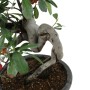 Csavart törzsű Pyracantha sp. bonsai 02.