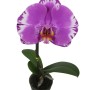 Phalaenopsis Singolo