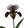 Paphiopedilum amerikai hybrid