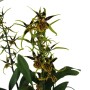 Brassia 'Mystic Maze'