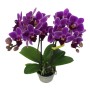 Phalaenopsis 2 száras mini 01.