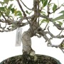 Malus sp.- Almafa bonsai zöld tálban