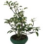 Malus sp.- Almafa bonsai zöld tálban