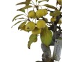 Almafa bonsai - Malus sp. kerek tálba ültetve