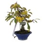 Almafa bonsai - Malus sp. kerek tálba ültetve