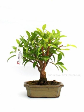 Ficus retusa- Gumifa 15B (15cm-es tálban)