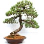 Pinus parviflora, moyogi - 60cm tall bonsai