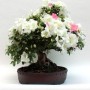 Rhododendron indicum 'Kaho', moyogi - 35cm-es bonsai