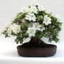 Rhododendron indicum 'Kaho', moyogi - 35cm-es bonsai